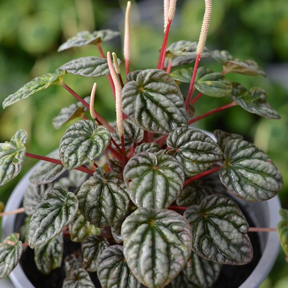 Peperomia caperata