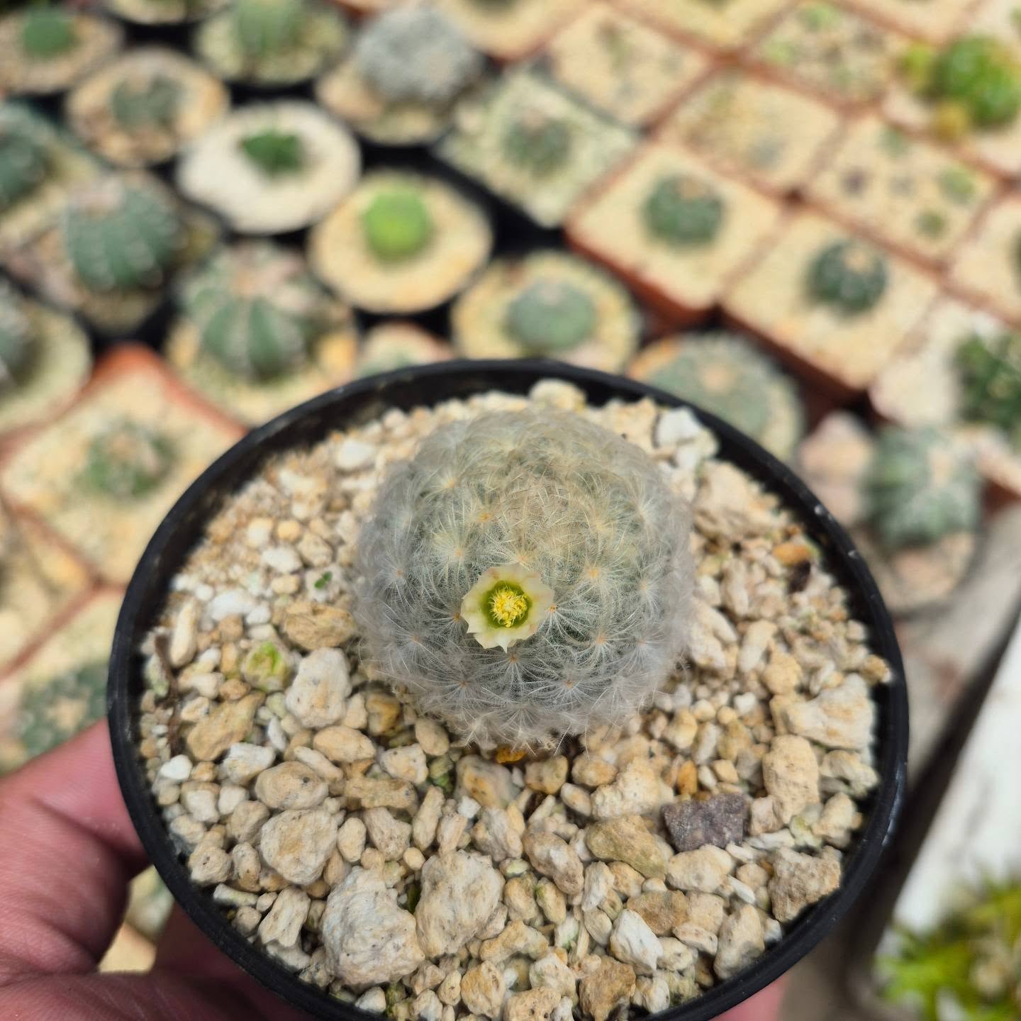mamilaria plumosa