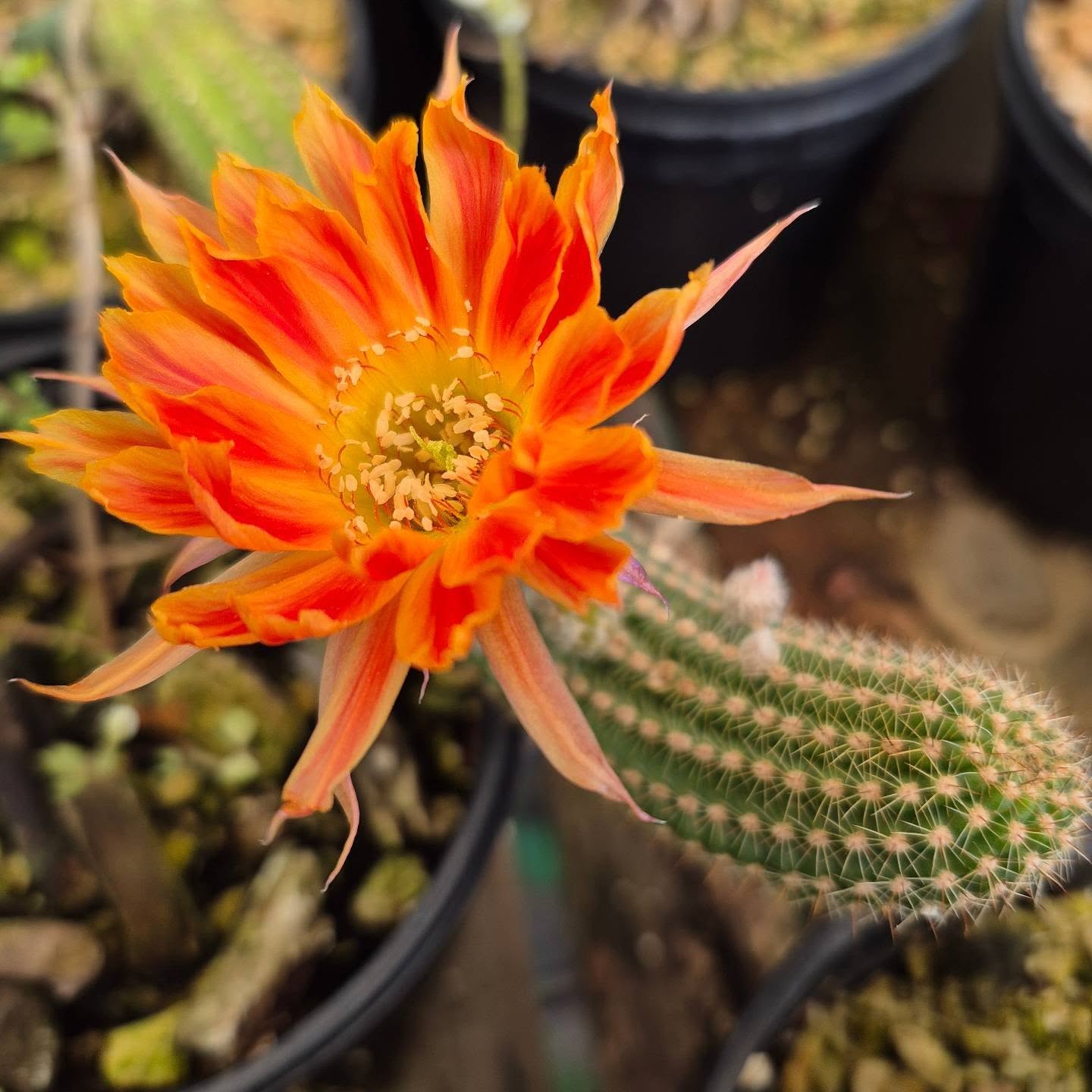 Echinopsis chamaecereus
