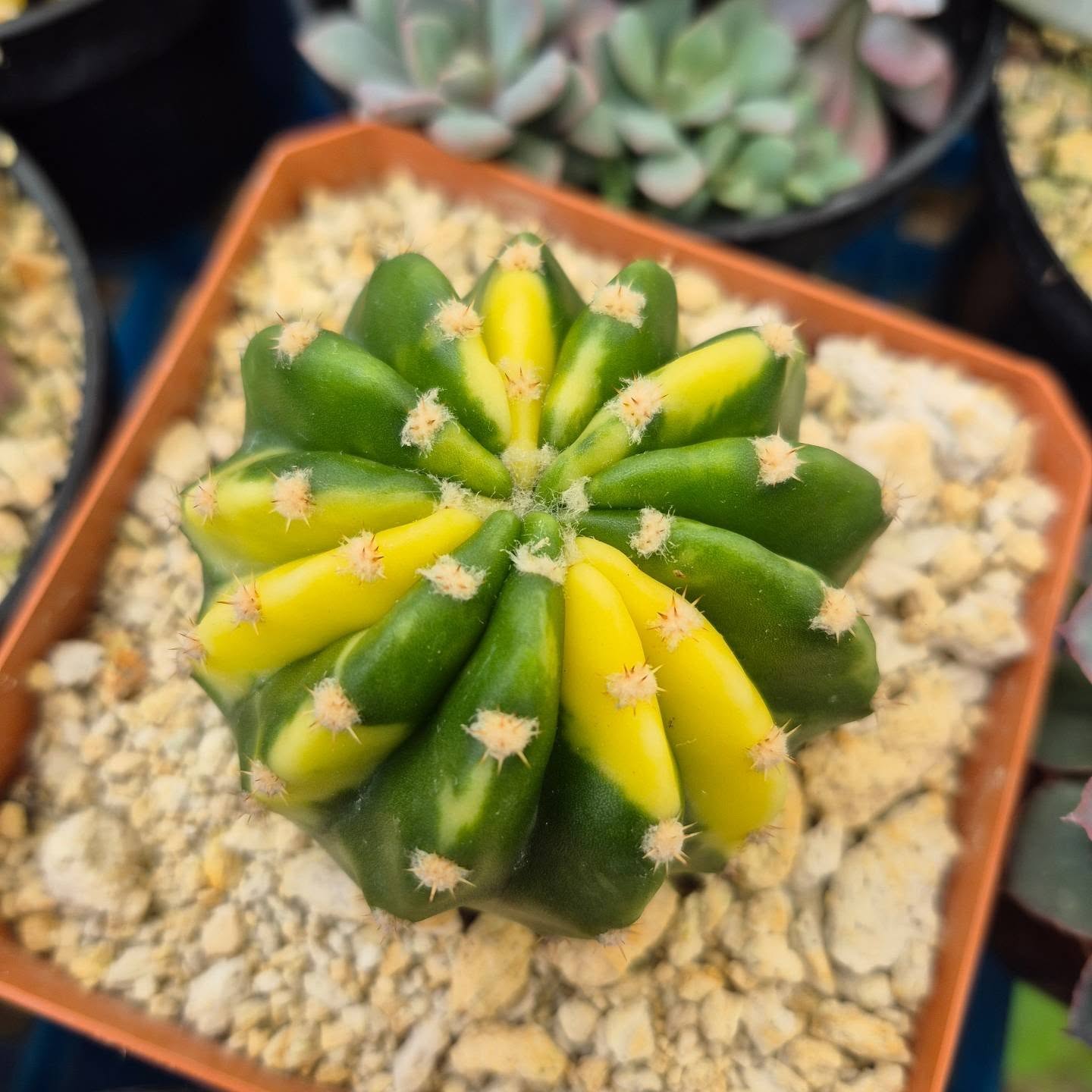 Notocactus scopa Variegada