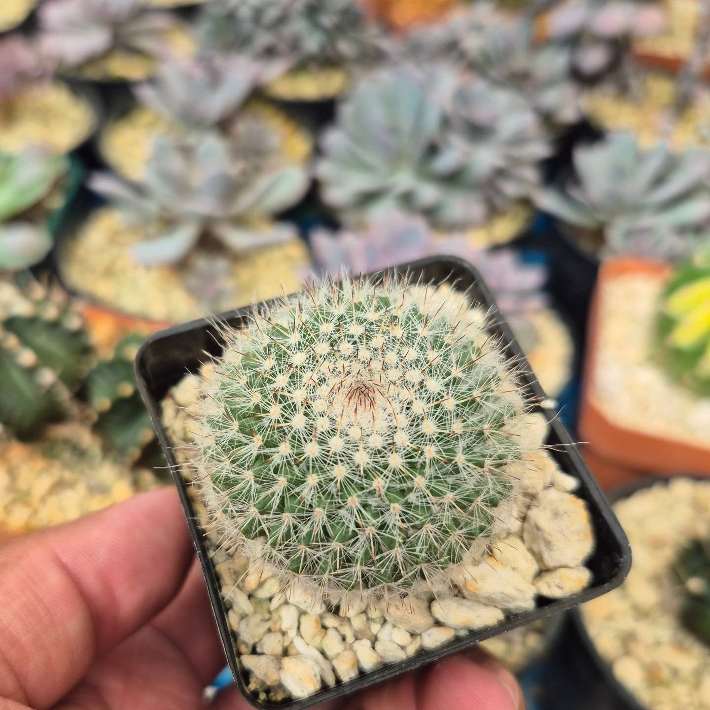 Mammillaria hahniana