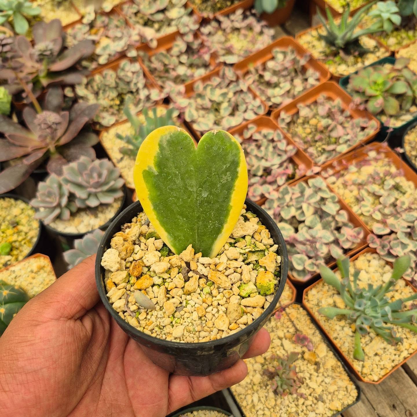 Hoya kerrii