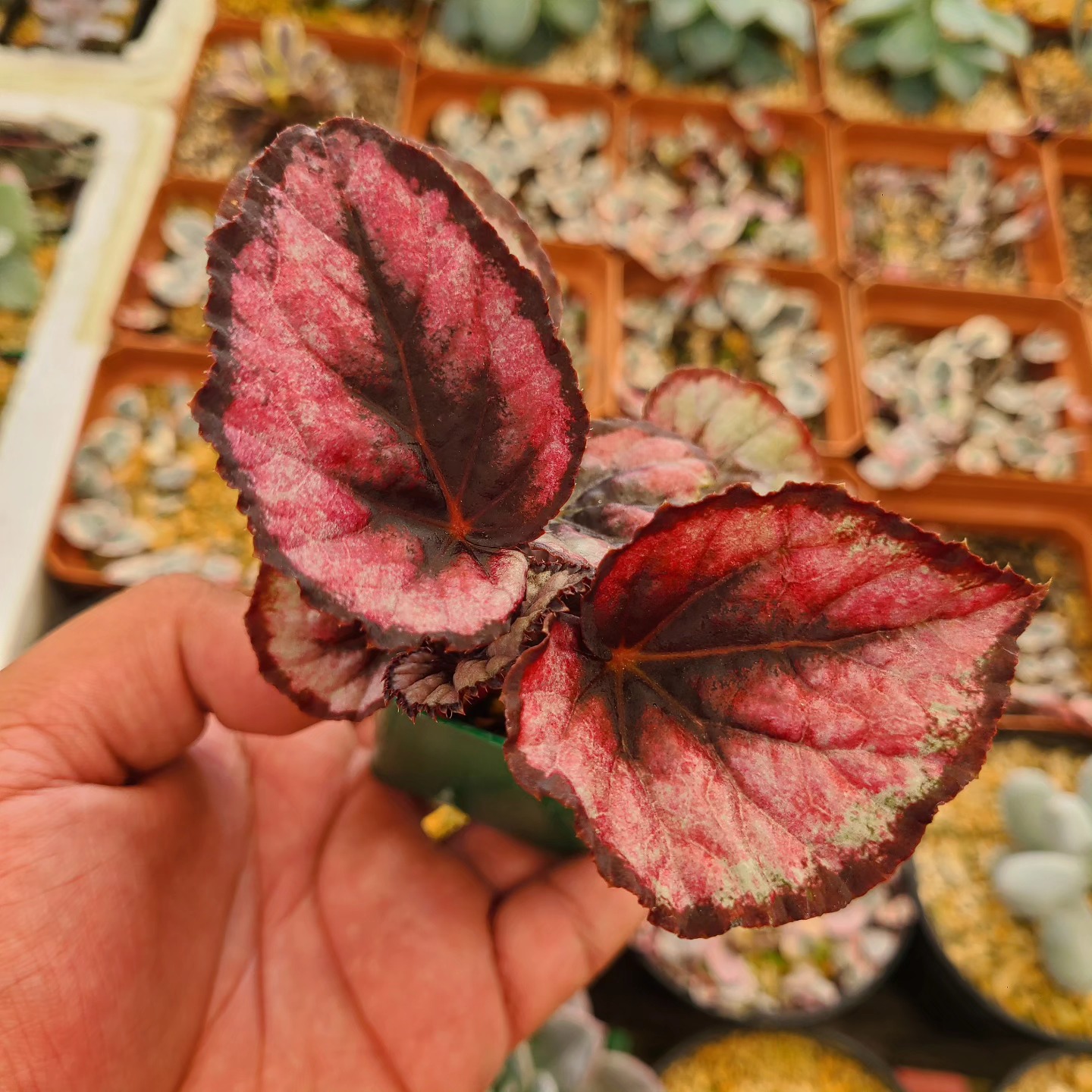 Begonia rex