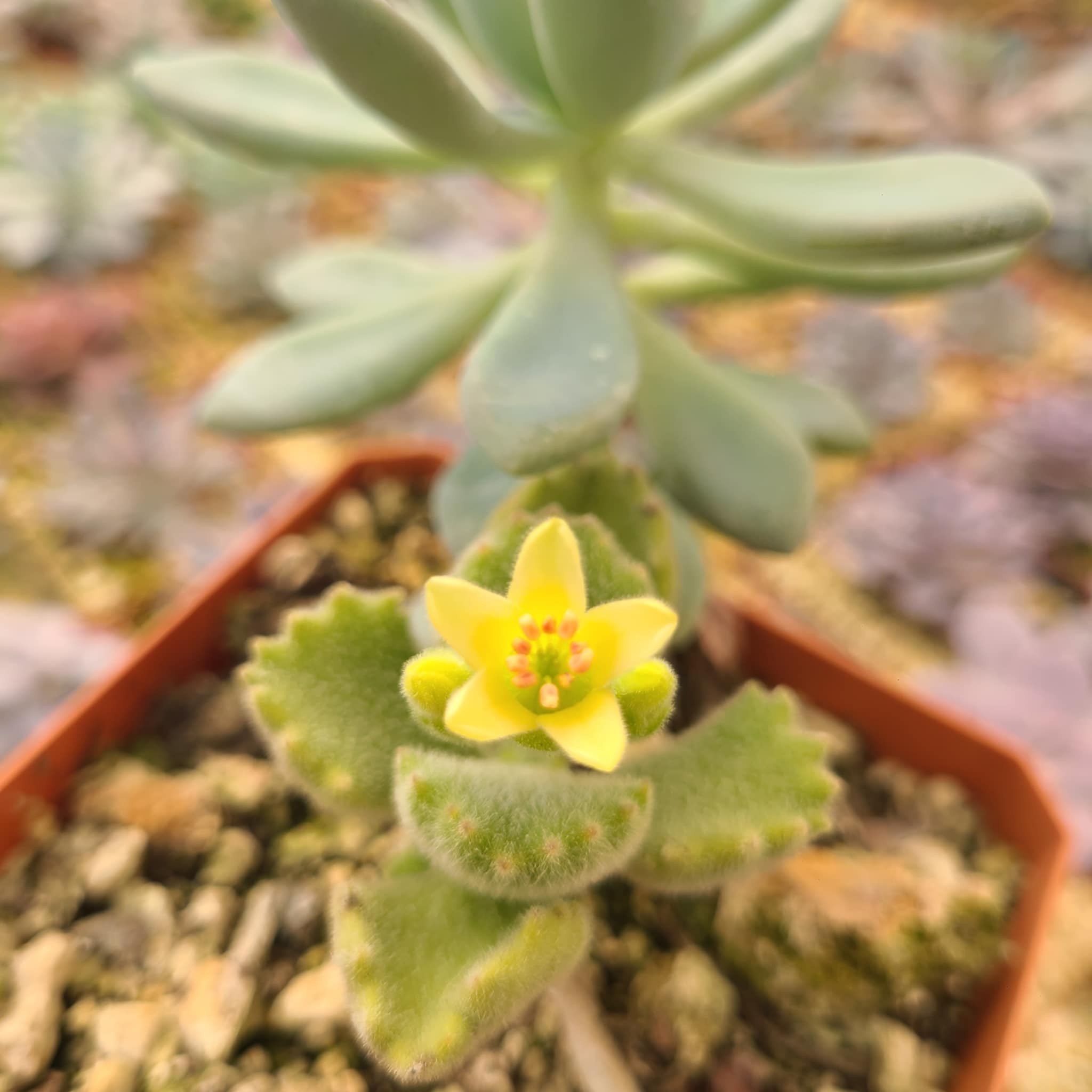 Cotyledon tomentosa