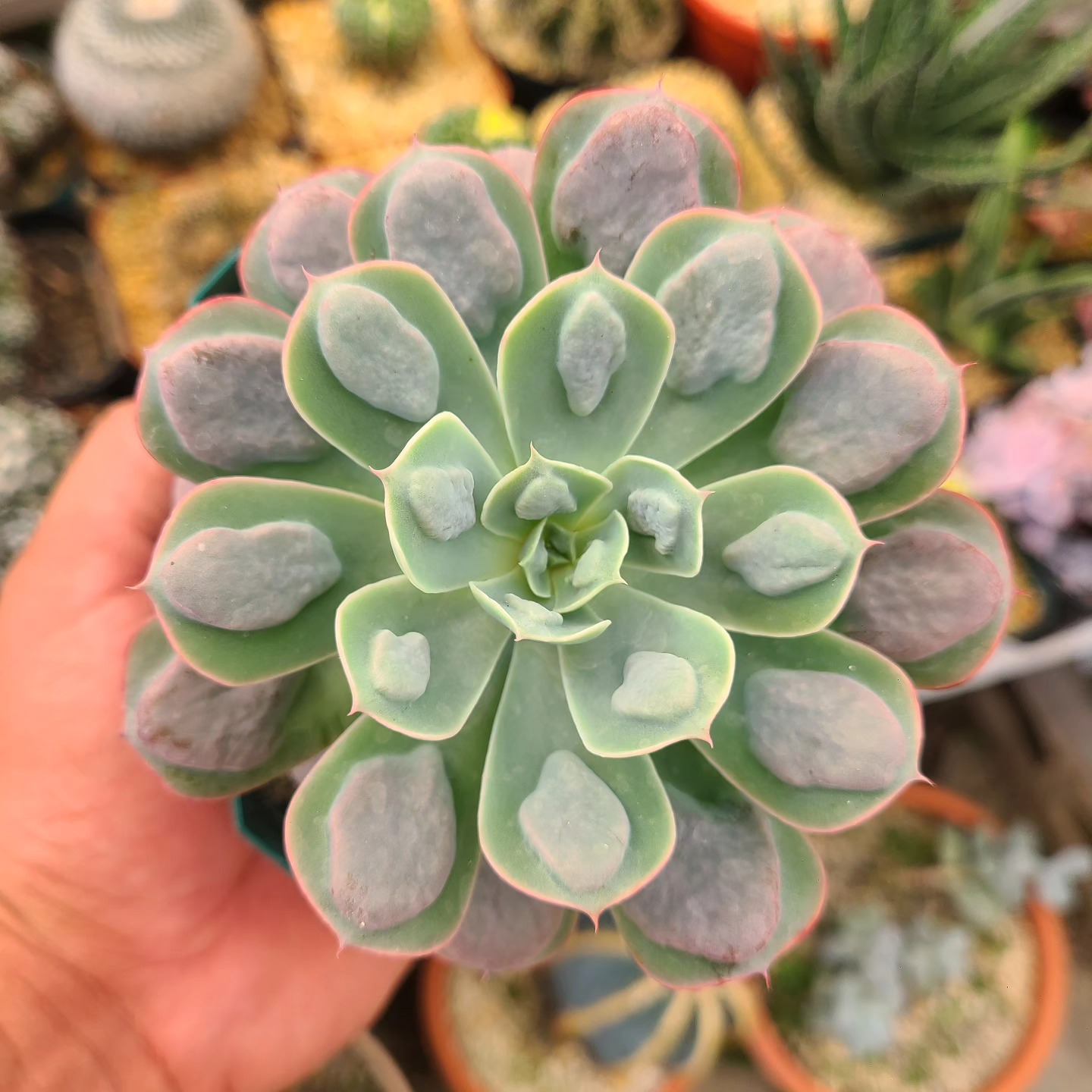 Echeveria Gibbiflora Dragon