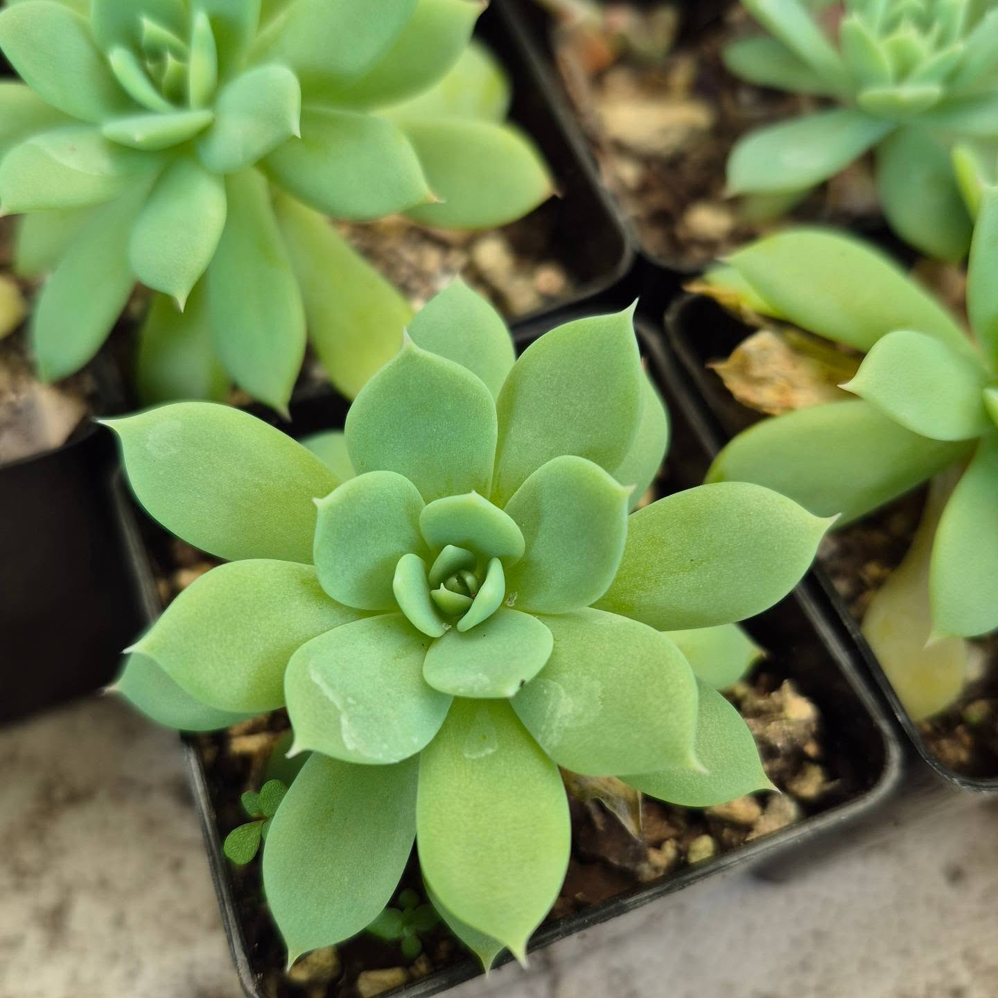 Echeveria Mensa